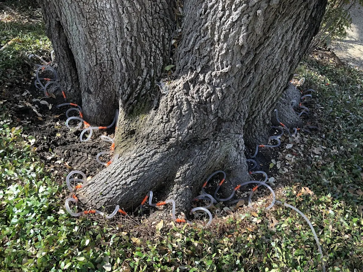 Detailed Tree Cabling and Bracing job site in Guthrie Center
